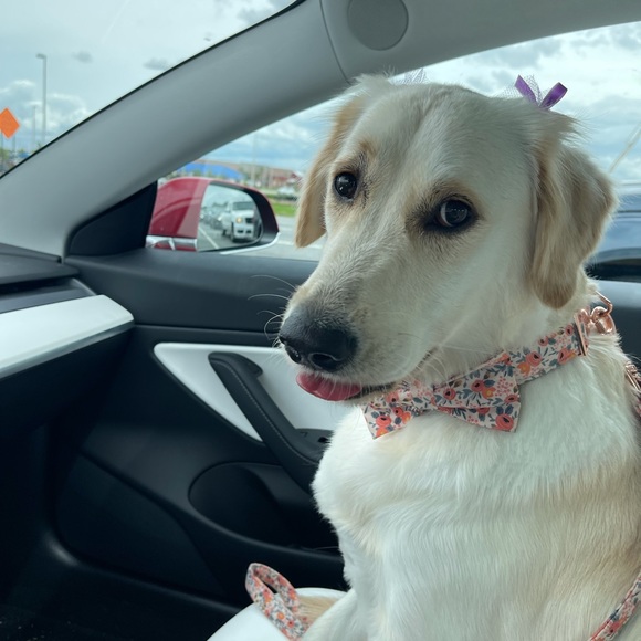 Meet your Posher, Andrea - Picture 2 of 4